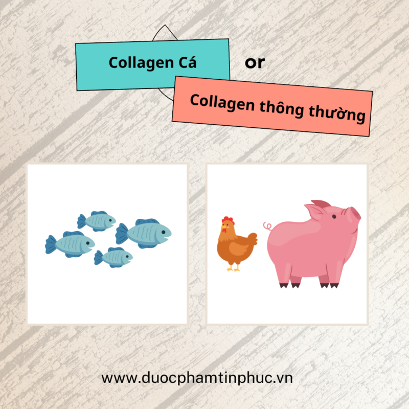Collagen cá là gì? Công dụng và cách sử dụng hiệu quả, collagen da cá, collagen nước, collagen viên, collagen bột, làm trắng, dược phẩm tín phúc, tín phúc pharma